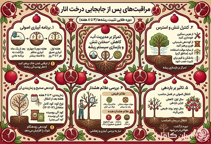 مراقبت های بعد از جابجایی درخت انار